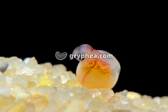 Truite - Eclosion de l'oeuf  - gryphea.com